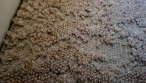 carpet beetle moth treatment