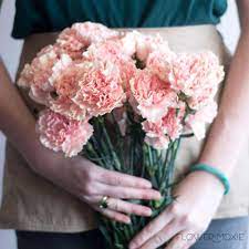 Clove pink, sometimes known as florists' carnation, or common carnation. Blush Carnations Bulk Fresh Diy Wedding Flowers Flower Moxie