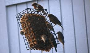 making suet a recipe for your