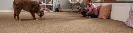 pet friendly carpet options empire today