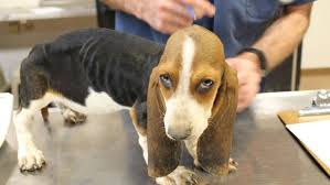 Basset hound rescue of southern california © 2016 | all rights reserved. Basset Hound Puppies Rescued In Douglas County