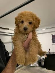 toy poodle dogs puppies gumtree