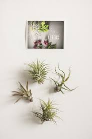 D I Y Fl Wire Air Plant Holder