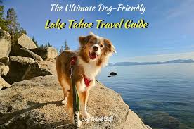 12 dog friendly lake tahoe activities