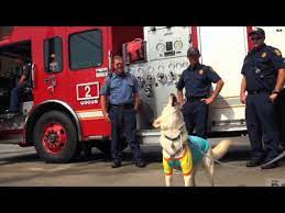 Fire truck siren for dogs. Watch Service Dog Imitates Fire Sirens For His Heroes Youtube