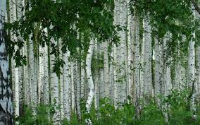 nature birch hd wallpaper