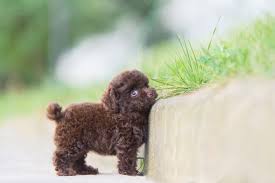toy poodle dog breed characteristics
