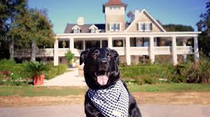 pet friendly things to do in charleston