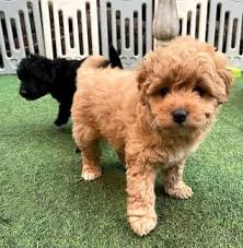 miniature poodle puppies in melbourne