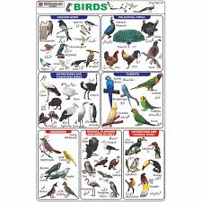 Chart No 18 Birds