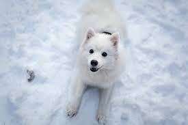 white dog names over 150 white snow