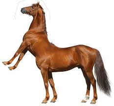 Half Horse Half Centaur No Context Funny
