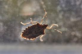 how to get rid of stink bugs in and