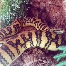 carpet pythons morphmarket reptile