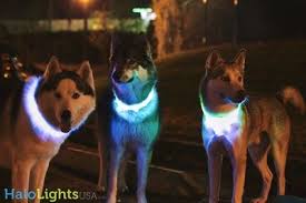 Halo Lights Led Dog Collars Product Review Dog Safety Collar Led Dog Collar Pet Collars