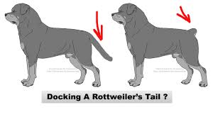 the tradition of tail docking is