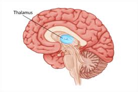stroke patients may benefit from brain