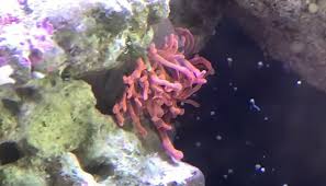 deflated bubble tip anemones solution