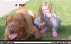 大型犬が女児を噛み殺した事故。レスキューセンターが危険なピットブルを譲渡か。（英） (2013年11月7日) - エキサイトニュース