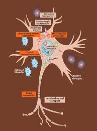 motor neuron disease stem cell