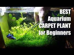 best aquarium carpet plant for