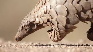 Pangolins are uniquely covered in tough, overlapping scales. Mystery Deepens Over Animal Source Of Coronavirus