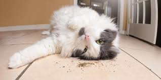 why try catnip on your cat and how it