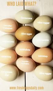 Which Breeds Of Chickens Lay Colored Eggs Fresh Eggs Daily