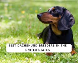 Christine hanley on beagle dachshund mix puppies for sale. Best Dachshund Breeders In The Usa 2021 We Love Doodles