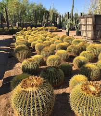 Desert Tree Plant Nursery Phoenix