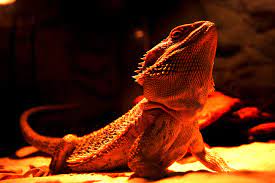 44+] Funny Bearded Dragon Wallpapers on ...
