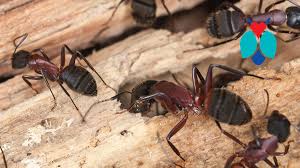 do carpenter ants eat wood bogo pest