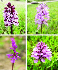 Species commonly used in salep production: a) Orchis purpurea, b)... |  Download Scientific Diagram