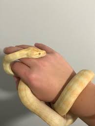 albino darwin reptiles hibians