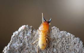 subterranean termites away