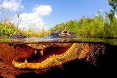 Everglades Alligator Farm de Homestead | Horario, Mapa y entradas 4