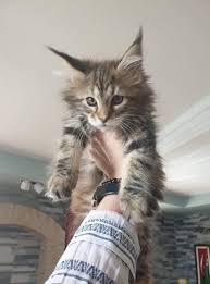 How much do maine coon kittens cost? Maine Coon Cat For Sale In Oregon Mainecoon Org