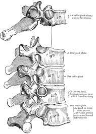 Typical and atypical thoracic vertebrae explained with differentiating all the atypical thoracic the vertebral column is comprised of many vertebrae. Atypical Vertebrae Of The Vertebral Column Spine Geeky Medics