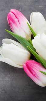 white and pink petals tulips flowers