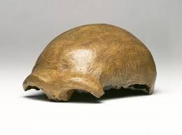 Homo neanderthalensis, Neanderthal Man cranium (Neanderthal) #8595891