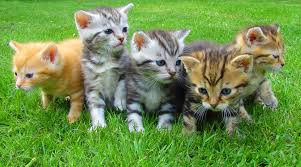 Use them in commercial designs under lifetime, perpetual & worldwide rights. Adopt A Cat Month American Humane American Humane