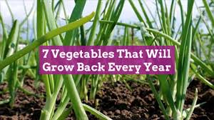 Blue, white, or pink blooms; Perennial Vegetables You Can Grow In Your Garden Better Homes Gardens