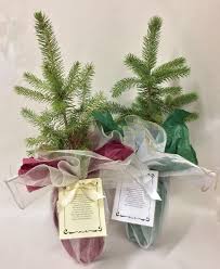 evergreen tree seedling favors and gifts