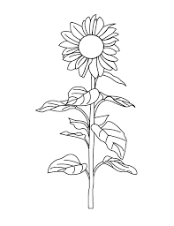 100% free flowers coloring pages. Sunflower Pictures To Color Coloring Home