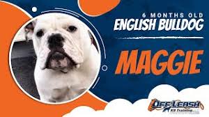 amazing english bulldog training in