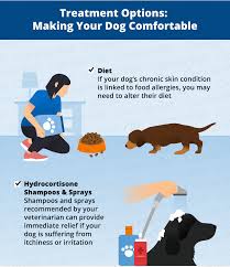 dog hair loss common causes