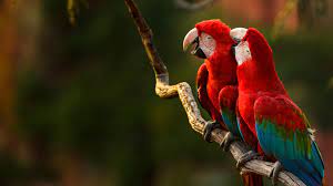 530157 1920x1080 macaw wildlife bird
