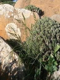 Festuca coerulescens - Plant Biodiversity of South-Western Morocco