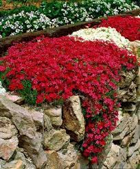 Rock Wall Landscapes For Your Yard
