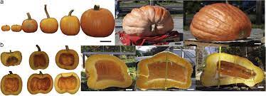 The Growth Of Giant Pumpkins How